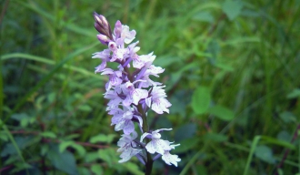 Orchideenwiese