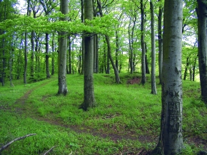 page media image 3