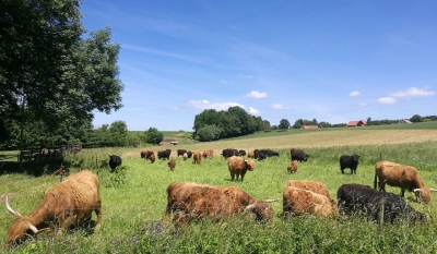So schön ist unser Dorf Hochlandrinder