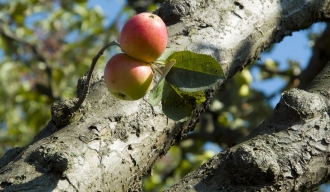 Apfel