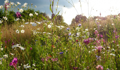 Koordinierungsstelle „Kommunaler Natur-, Umwelt- und Klimaschutz“ wildblumen